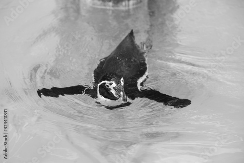 penguin black and white