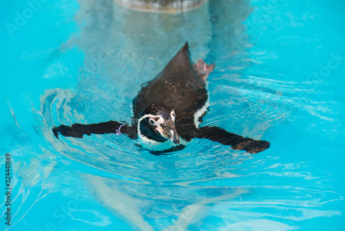 penguin in water
