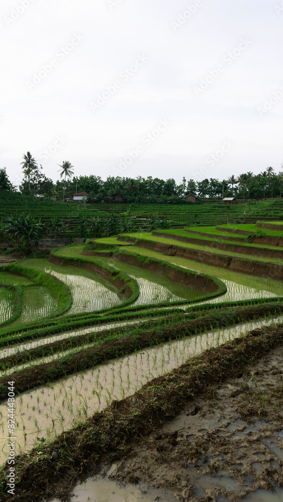 Beautiful view of Mareje Lombok's traditional fields. A nature walk in green paddy terrace. Summer vacation in Lombok, Indonesia. New Rice Fields.