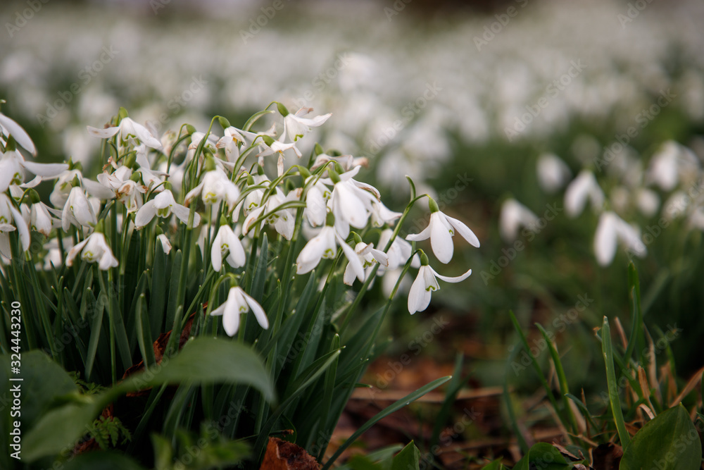 Fototapeta premium Snowdrops
