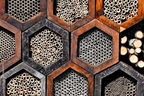 Solitary beehives in community garden to help bees survive  photo