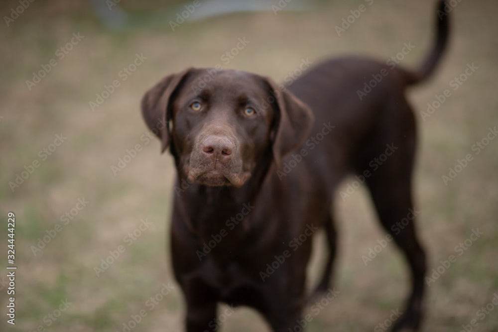 Portrait of a Young Chocolate Lab