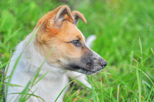 Cute white puppy with red head sitting on fresh green grass in a Park or countryside