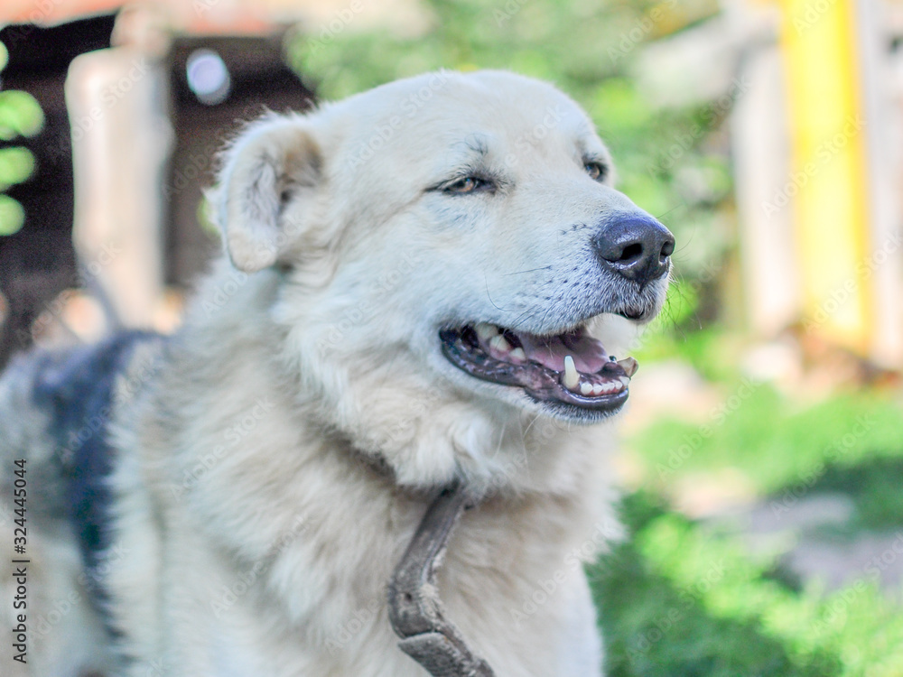 A beautiful cute dog of beige color lies in the shade with his mouth slightly open. Sunny day A beautiful cute dog of beige color lies in the shade with his mouth slightly open. Sunny day
