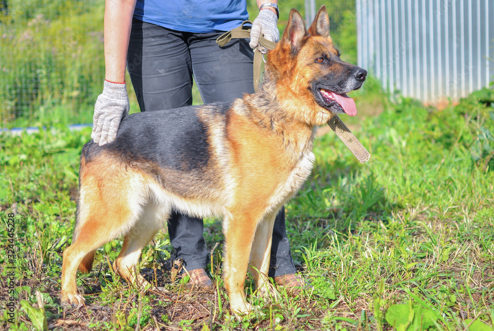 General plan, a beautiful German shepherd with an open mouth, standing at the feet of the owner