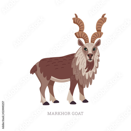 Rare animals collection. Markhor goat, Capra falconeri. National Pakistani animal, screw-horned goat. Flat style vector illustration isolated on white background.