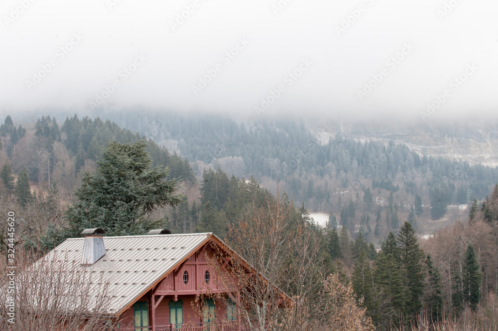 cloudy woods