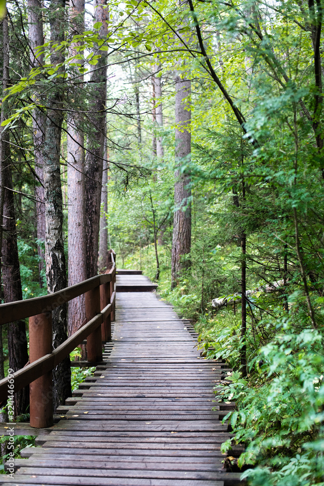 Obraz premium Wooden road through the forest