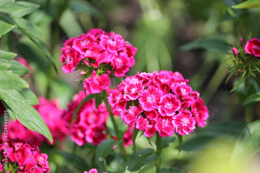 Beautiful colorful Dianthus flower (Dianthus chinensis) blooming in garden. Dianthus barbatus flower shallow on blurred background.