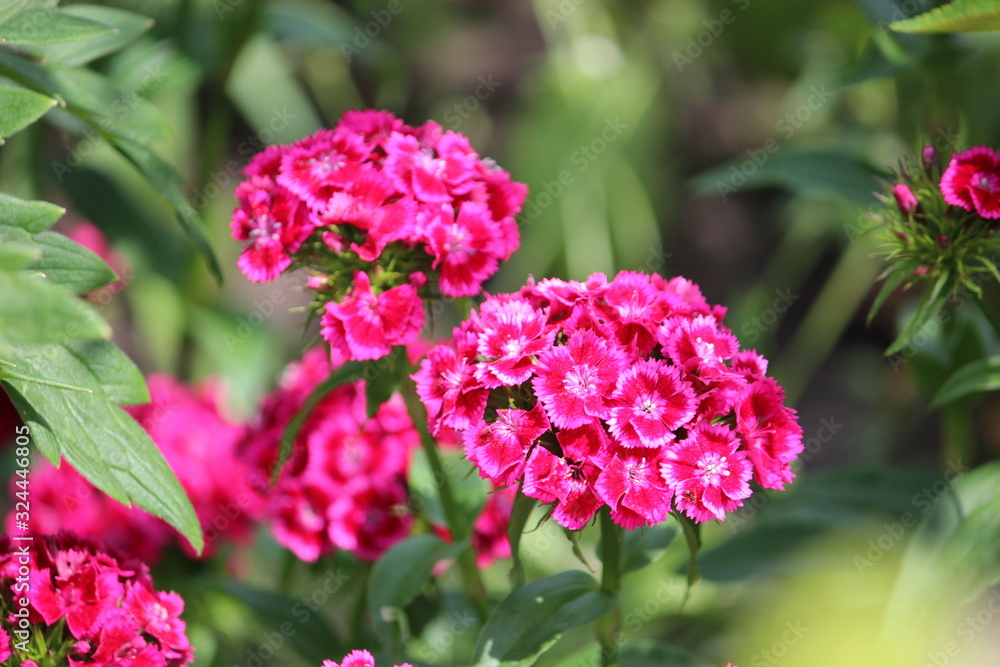 Beautiful colorful Dianthus flower (Dianthus chinensis) blooming in garden. Dianthus barbatus flower shallow on blurred background. Beautiful colorful Dianthus flower (Dianthus chinensis) blooming in garden. Dianthus barbatus flower shallow on blurred background.