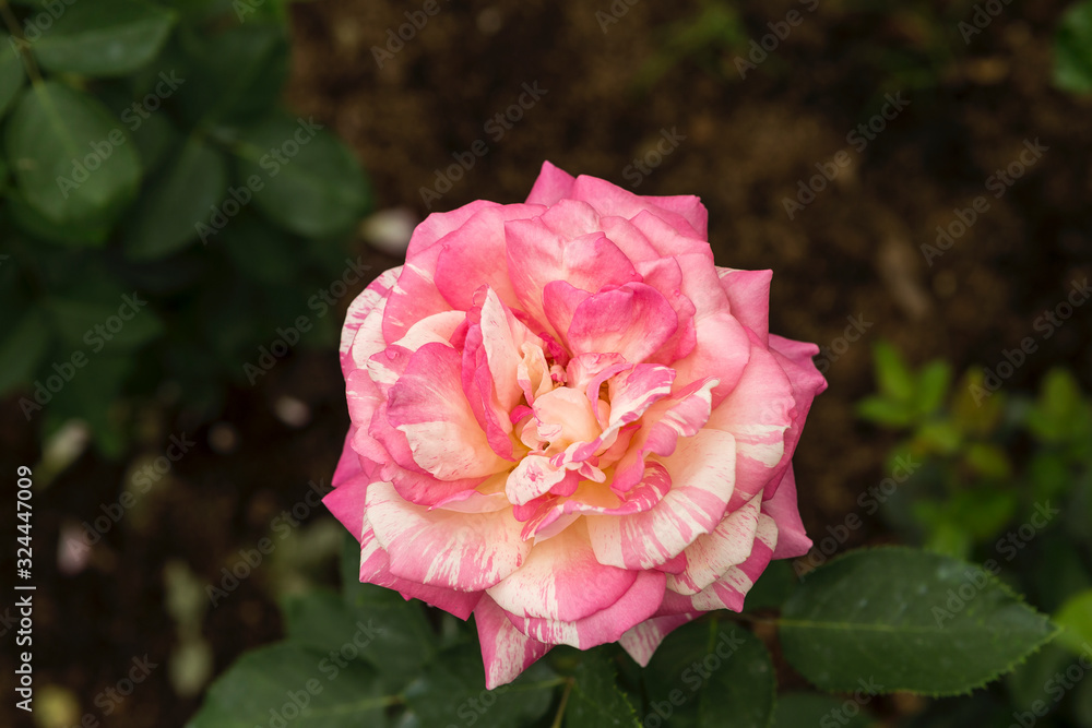 Soft pink intuition rose over blurred dark background, spring season flower garden, nature concept