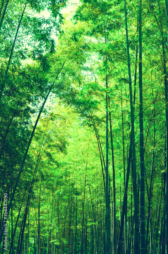 Green bamboo forest full of sunshine Green bamboo forest full of sunshine