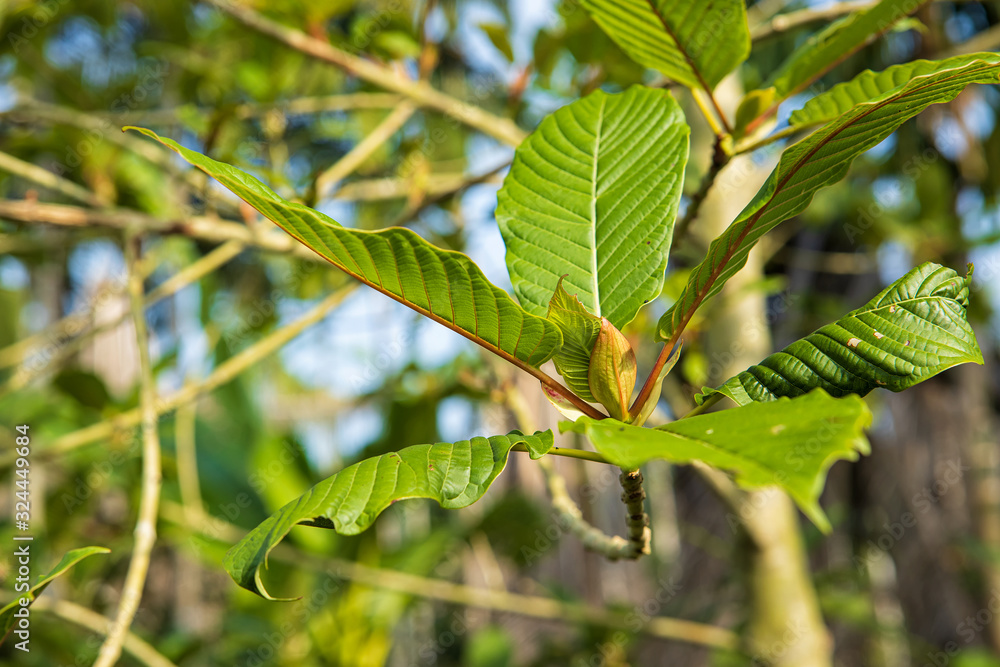 Close up.Kratom (Mitragyna speciosa) Mitragynine. Drugs and Narcotics.Kratom is Thai herbal which encourage health. Close up.Kratom (Mitragyna speciosa) Mitragynine. Drugs and Narcotics.Kratom is Thai herbal which encourage health.
