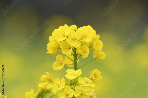 菜の花 黄色い花