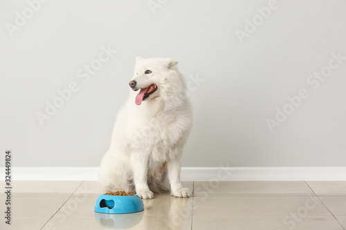 Cute Samoyed dog and bowl with food near light wall