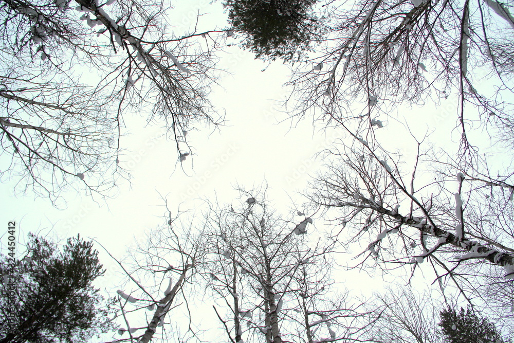 Closing crowns of trees against a cloudy winter sky. Closing crowns of trees against a cloudy winter sky.