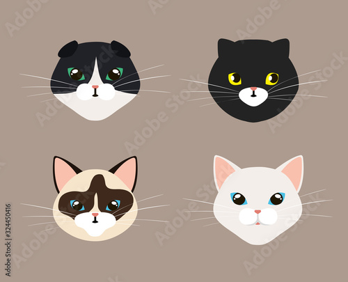 set faces of cute cats vector illustration design