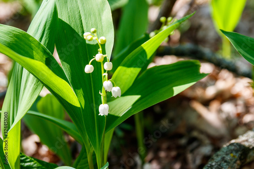 Lily of the valley  Convallaria majalis  white flowers in forest at spring