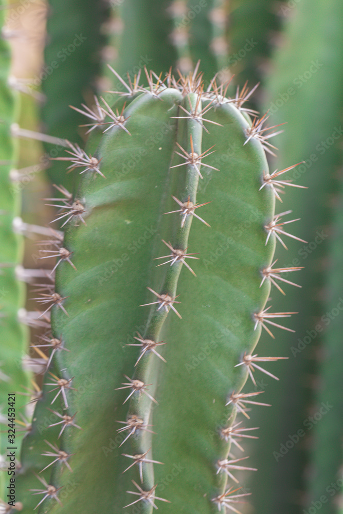 High prickly cactus succulents in a garden. High prickly cactus succulents in a garden.