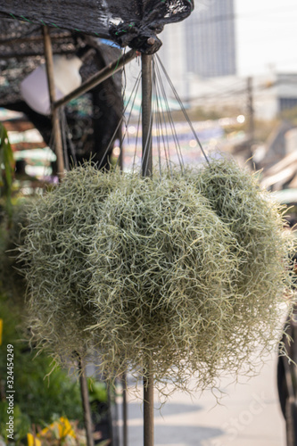 Spanish moss hanging in a garden.