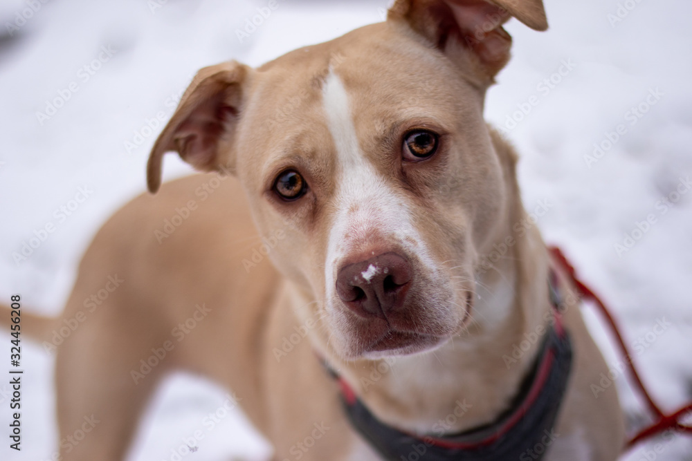 Pitbull with snow on nose