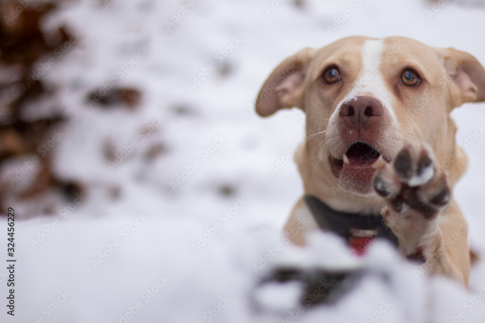 Pitbull begging in snow