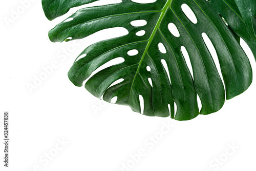 Glossy monstera leaf close up isolated on white background. Creative photo