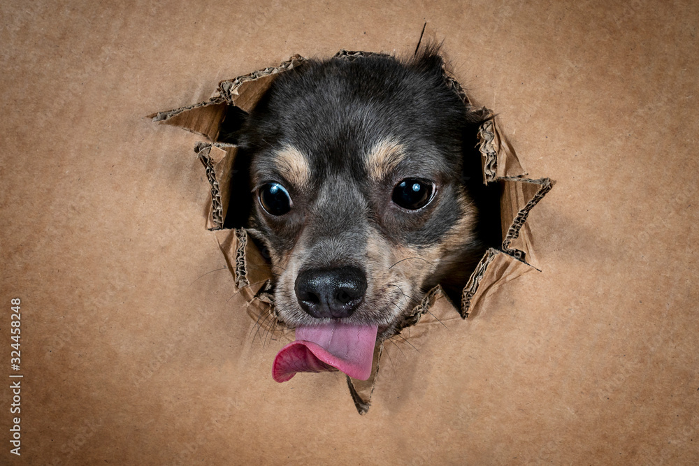 Portrait hund schaut durch Karton und zieht grimasse und streckt die zunge raus Stock Photo