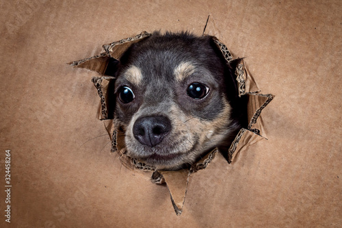 Portrait hund schaut durch Karton und zieht grimasse und streckt die zunge raus photo