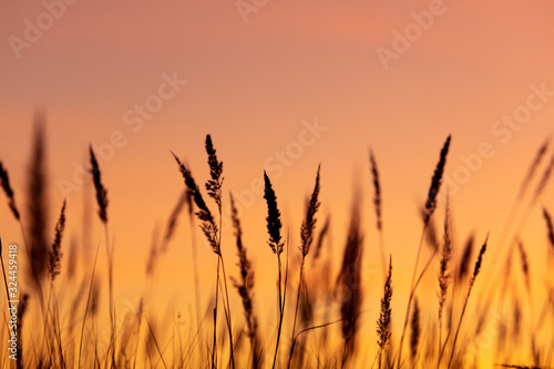 Silhouettes of dry grass on a sunset background