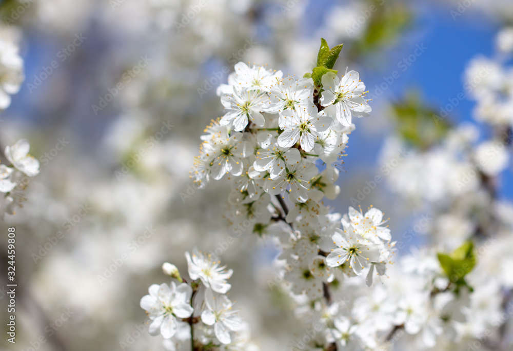 White flowers on a fruit tree on nature White flowers on a fruit tree on nature