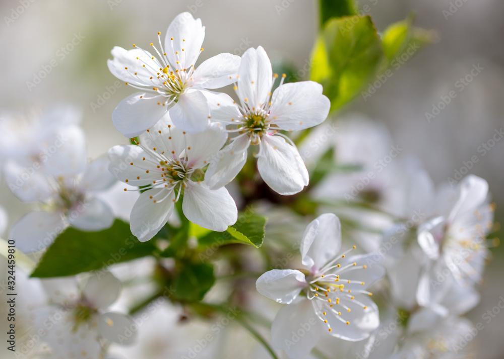 White flowers on a fruit tree on nature