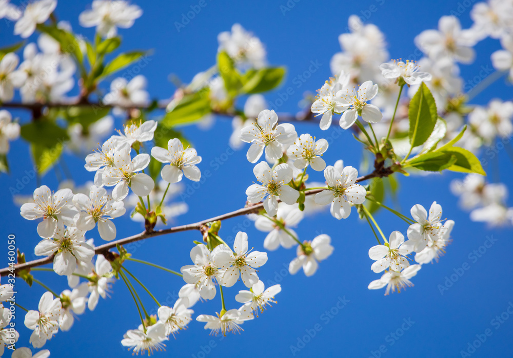 White flowers on a fruit tree on nature
