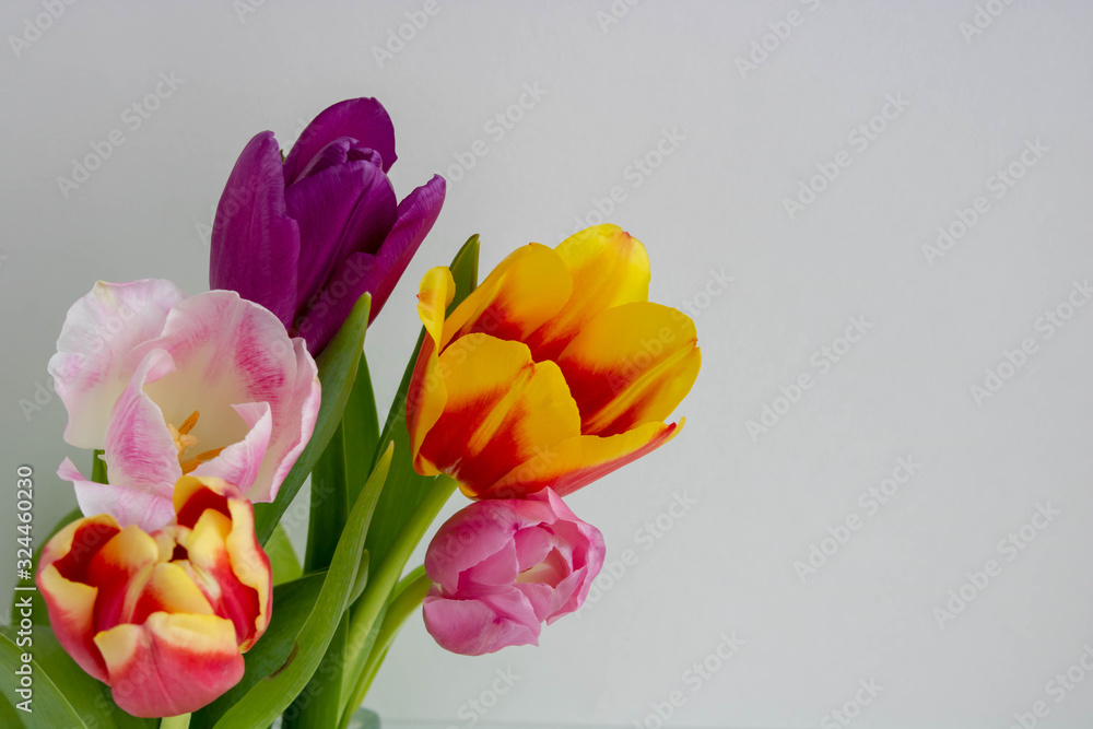 Field of colourful spring tulips fading into the distance as a lower border on a white background with copyspace.space for text