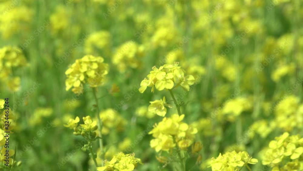 菜の花 菜の花