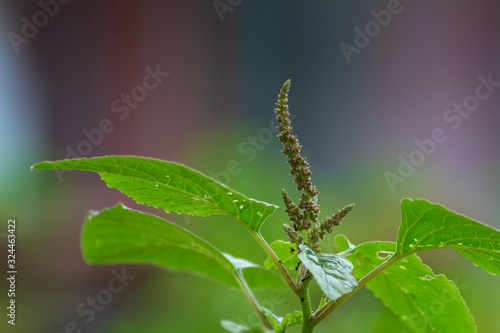 green wild plants