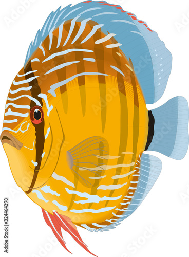 Red leopard discus fish