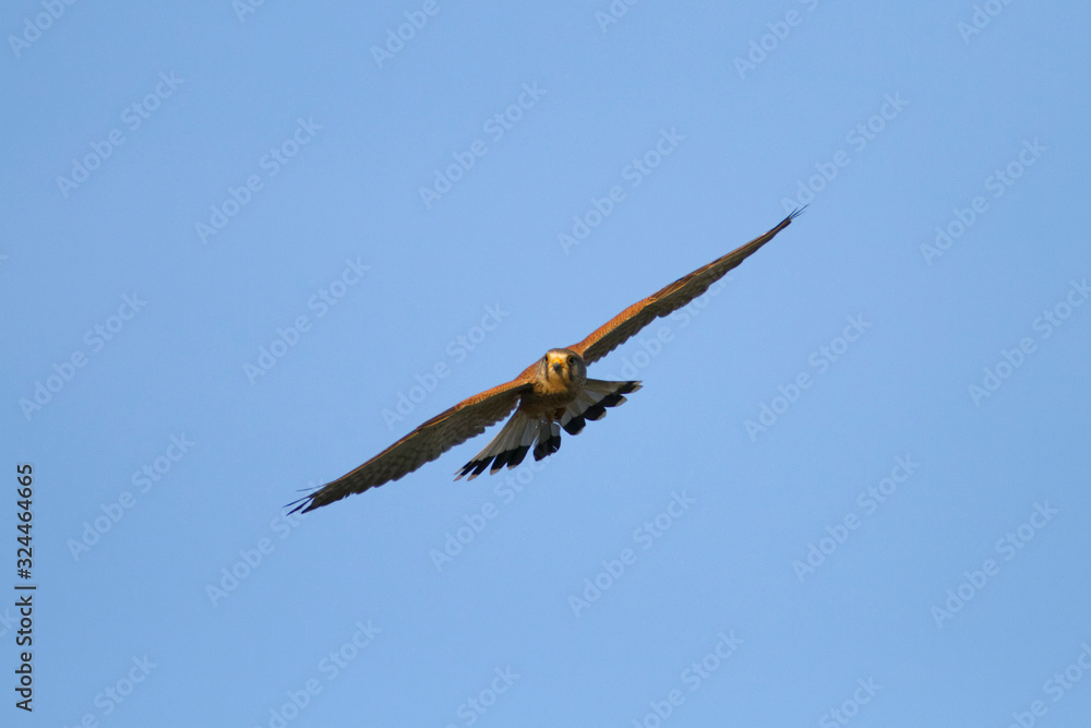 The common kestrel (Falco tinnunculus) in a flight The common kestrel (Falco tinnunculus) in a flight