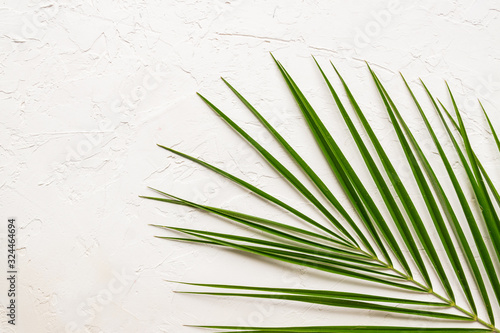 Tropical green palm leaf on white concrete background. Flat lay, top view photo