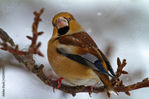 Canvas Print Portrait of the hawfinch (Coccothraustes coccothraustes) on the branch in winter