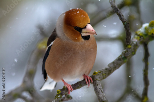 Portrait of the hawfinch (Coccothraustes coccothraustes) on the branch in winter photo