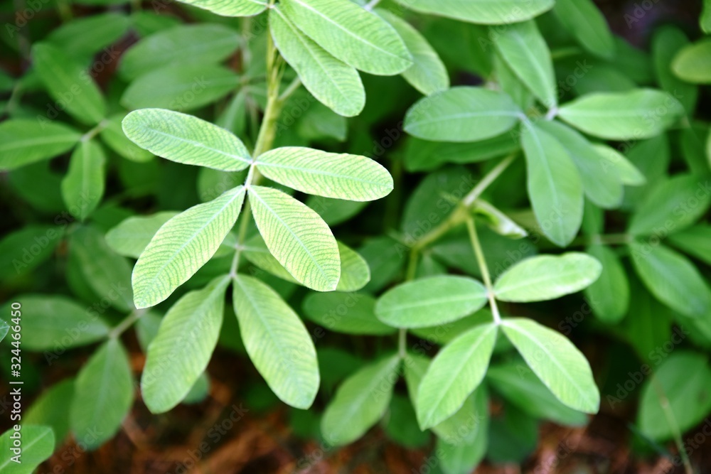 Beautiful green leaves used as a background image. Beautiful green leaves used as a background image.