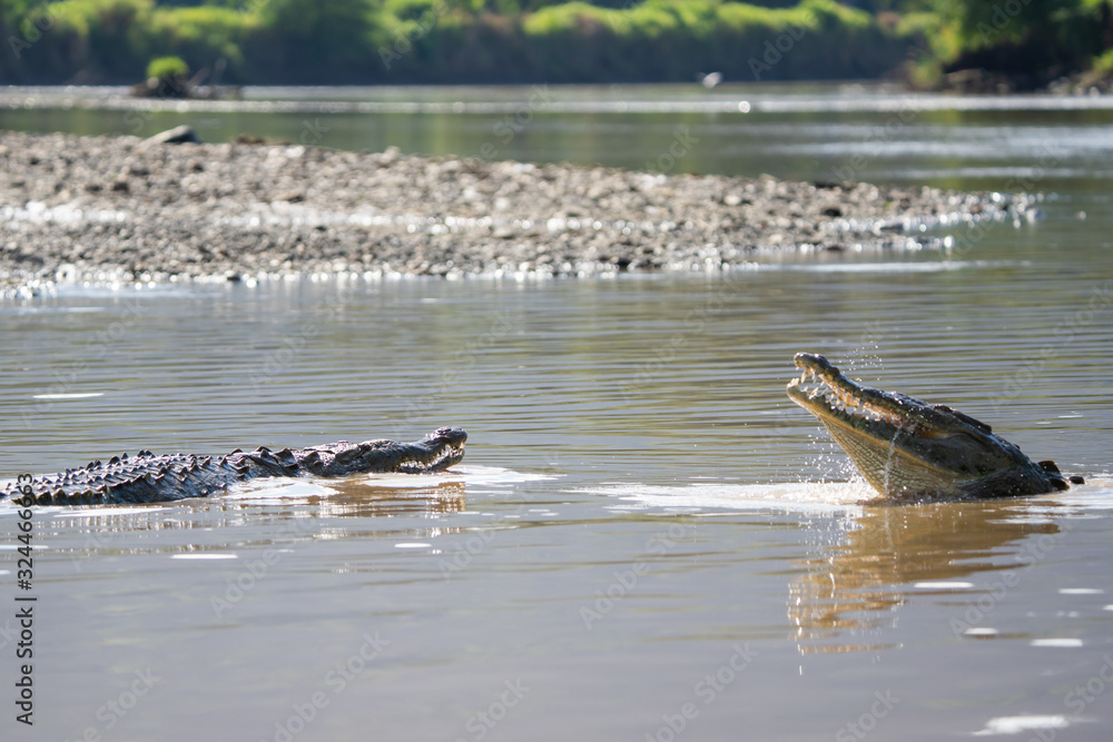 Fototapeta premium Two american crocodiles fighting in the Tarcoles river in Costa Rica