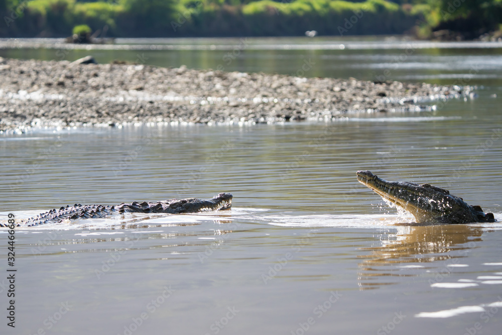 Fototapeta premium Two american crocodiles fighting in the Tarcoles river in Costa Rica