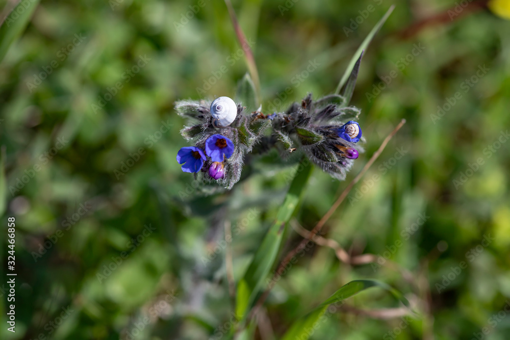 Blue flowers and buds of Lungwort Pulmonaria with white snails on a blurred green background Blue flowers and buds of Lungwort Pulmonaria with white snails on a blurred green background