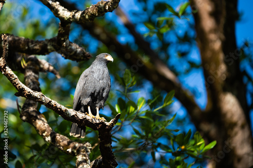 Mangrove black hawk in a tree above the Tarcoles river in Costa Rica