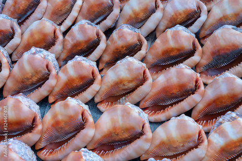 Souvenirs big sea shells for sell on the beach market on the island of Zanzibar, Tanzania, Africa. Close up