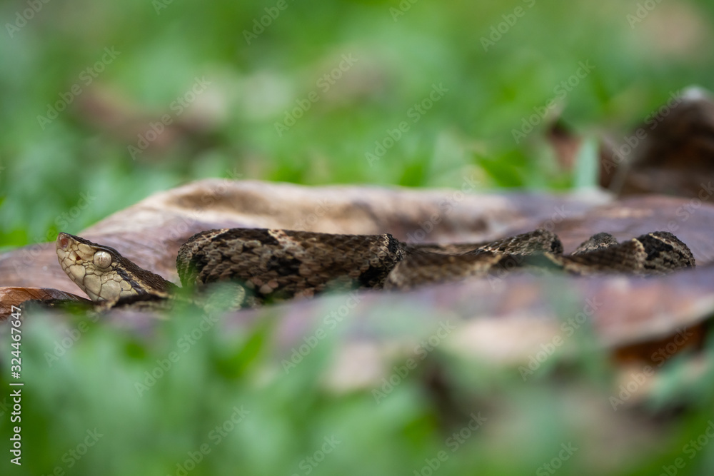Fototapeta premium Fer-de-lance on a big dead leaf