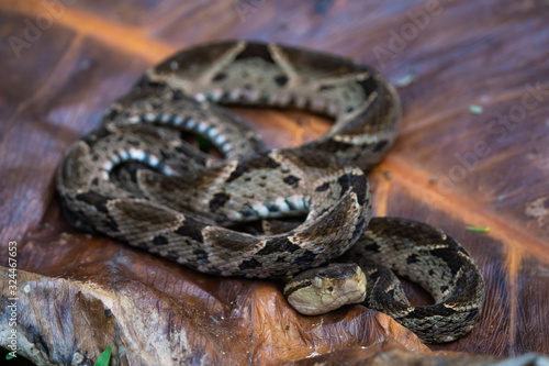 Fer-de-lance on a big dead leaf