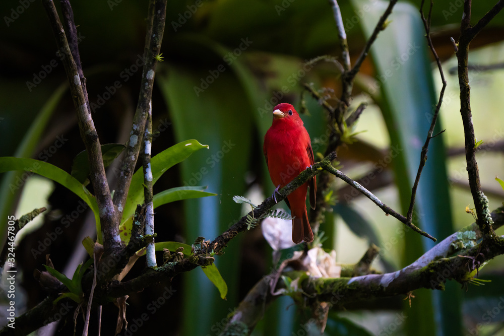 Summer tanager in a tree in Costa Rica Summer tanager in a tree in Costa Rica